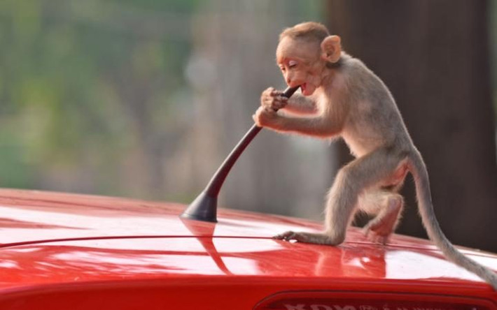 Khỉ con hiếu động nghich ăng ten trên nóc một chiếc ô tô. (Nguồn: Telegraph)