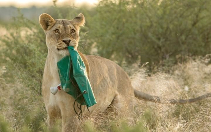 Sư tử đánh cắp túi tắm ngoài trời trong công viên động vật hoang dã Mabuasehube ở Botswana. (Nguồn: Telegraph)