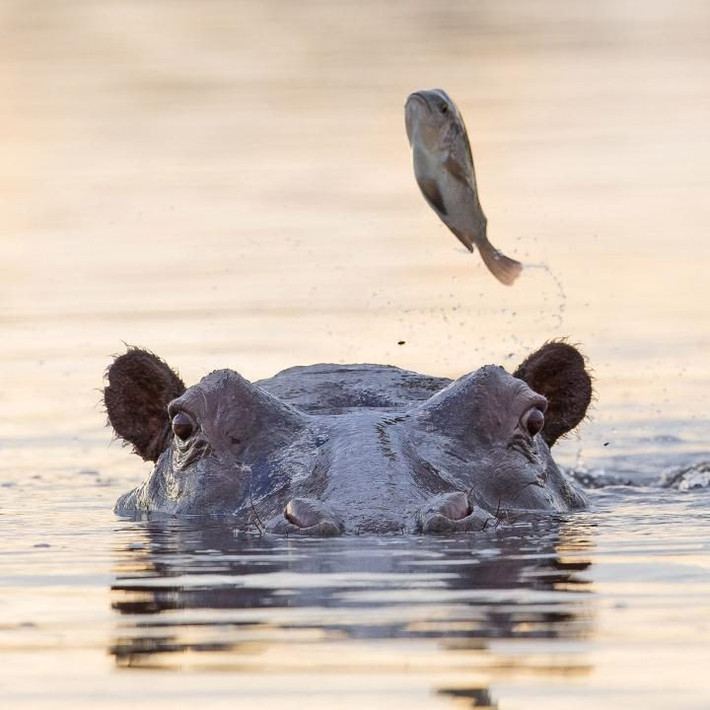 Cảnh tượng cá nhảy qua đầu của hà mã trong khu bảo tồn động vật hoang dã ở Botswana. (Nguồn: Telegraph)