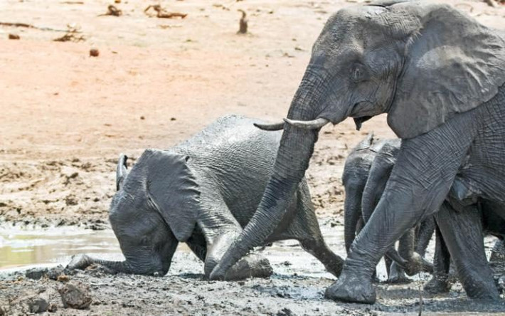 Voi con ngã úp mặt xuống đất do mất thăng bằng trong vườn quốc gia Kruger, Nam Phi. (Nguồn: Telegraph)