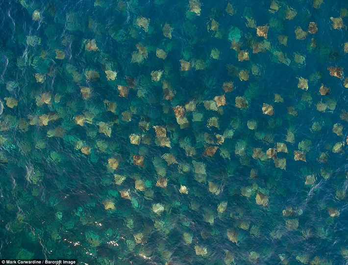 Cá đuối quỷ được ngư dân địa phương đặt cho biệt danh “bánh ngô bay”. (Nguồn: Daily Mail)