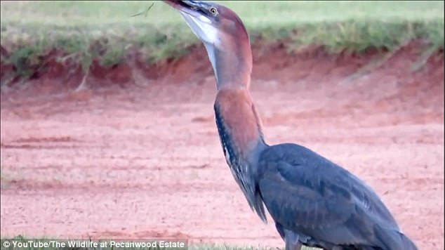 Cuối cùng, chim diệc cũng nuốt chửng được con cá trê vào trong miệng của nó. (Nguồn: Daily Mail)