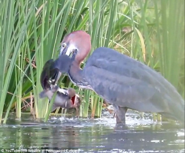 Sau đó, con chim diệc bắt được một con cá trê cho cái bụng đói rỗng của mình. (Nguồn: Daily Mail)