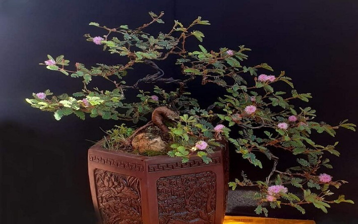 Hoa trinh nữ cũng được giới cây cảnh ưa chuộng để đưa lên chậu, tạo dáng cây cảnh bonsai độc đáo. Ảnh: Bachhoaxanh