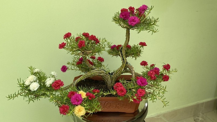 Không chỉ bắt mắt, hoa mười giờ còn dễ tạo dáng khác nhau. Ảnh: Thuonghieusanpham