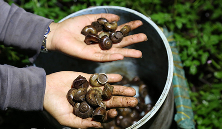 Ốc núi đá (ốc núi) là đặc sản hiếm bởi chúng chỉ sống trong các hang đá, có hình dáng nhỏ nhắn, trông như cái đồng xu. Phải đến mùa mưa, ốc mới bò ra ngoài tìm kiếm thức ăn. Ảnh: Dân Việt