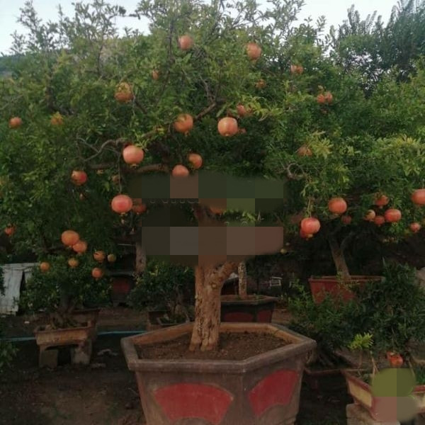 Thêm một tác phẩm lựu đỏ cổ thụ 100 năm tuổi, giá 150 triệu. Ảnh: Nhavuonngoclam