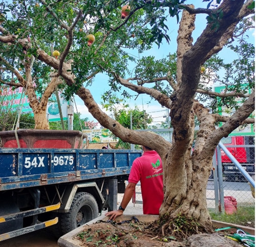 Lựu cổ thụ trên 100 tuổi đang được rao bán 150.000 triệu đồng. Ảnh: Nhavuonkhanhvo