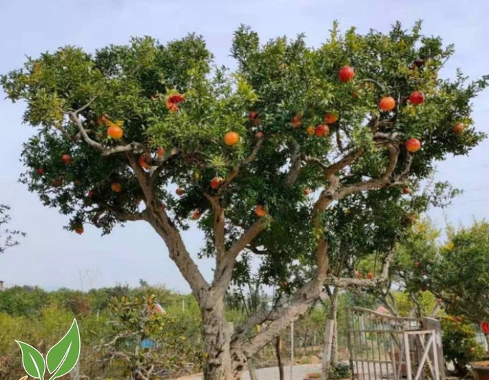 Cây lựu đại thụ trên 100 tuổi trĩu quả. Ảnh: Nhavuonkhanhvo