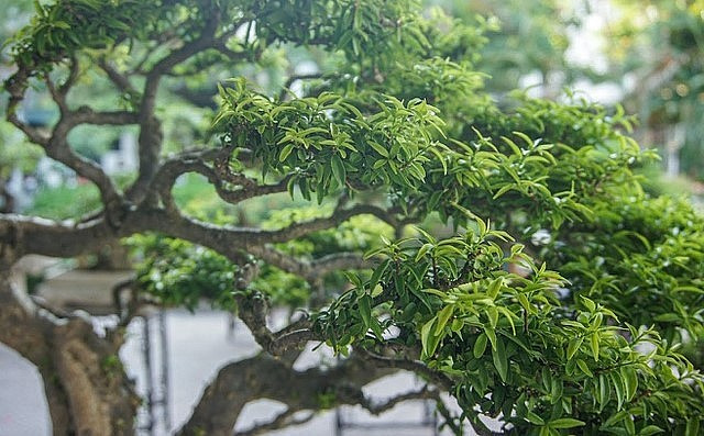 Tán lá xoè rộng và rất đẹp. Ảnh: Thuonghieusanpham