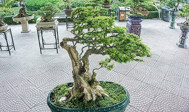 Nghệ nhân Nguyễn Gia Thọ (một người chơi cây cảnh nổi tiếng tại Hà Nội) sở hữu cây mai chiếu thủy hàng trăm tuổi. Ảnh: Thuonghieusanpham