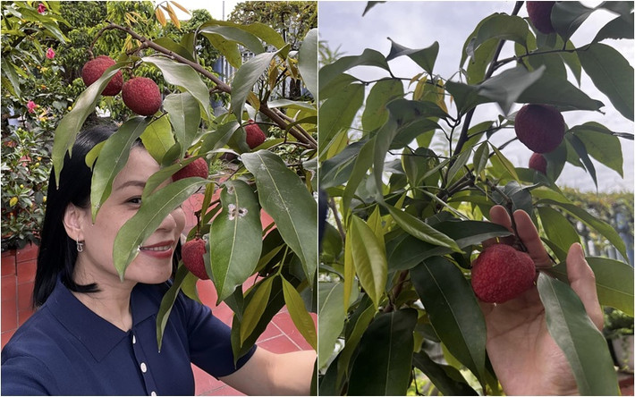 Đông đảo bạn bè xuýt xoa trước cây vải chín đỏ trong vườn nhà nghệ sĩ Xuân Bắc. Ảnh: FBNV