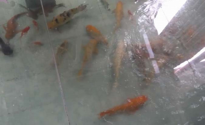 Một điểm đặc biệt là bể cá lớn được thiết kế bên dưới phòng ăn. Ảnh: Facebook
