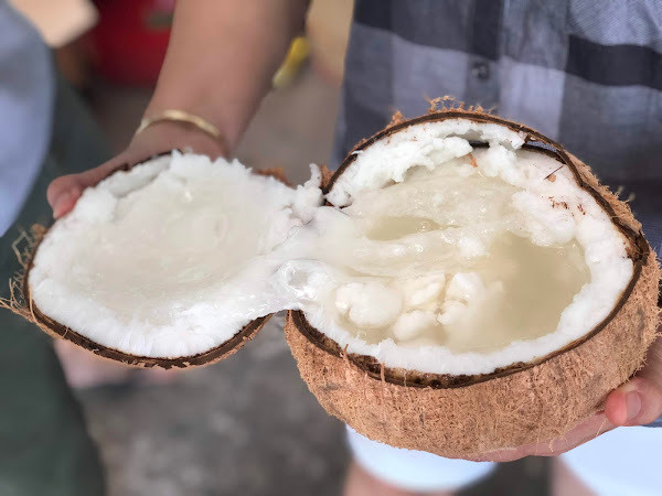Với điều kiện khí hậu, đất đai đặc trưng, Trà Vinh là vùng đất duy nhất có thể trồng được giống dừa sáp này ở nước ta. Ảnh: Vietnamnet