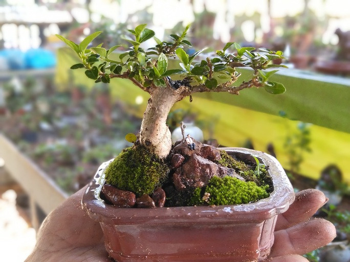 Quá trình tạo bonsai mini trải qua nhiều công đoạn nhưng khó nhất là tạo bộ rễ và thân cây vì nó quá nhỏ. Ảnh: Người lao động
