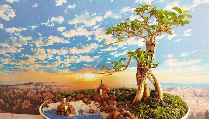 Các tác phẩm bonsai mini của ông Phúng hầu hết là cây sam hương, một loại cây lá nhỏ, dễ chăm sóc, có mùi thơm, được nhiều người ưa chuộng. Ảnh: Thuonghieusanpham