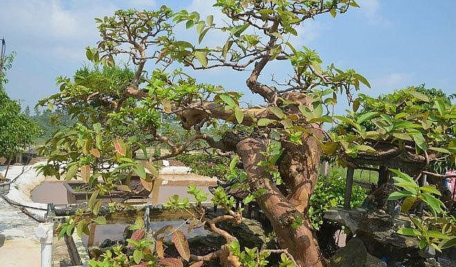 Cây ổi dáng song hoành, tuổi thọ gần 100 năm, cao 1,3 mét, ngang 2,3 mét, đường kính khoảng 30 cm. Ảnh: Người đưa tin