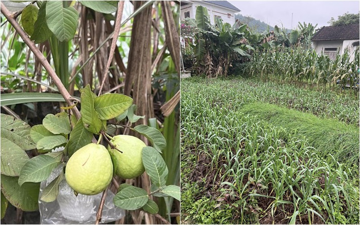 Chị ruột Á hậu cũng từng khoe khu vườn xanh mướt của mẹ. Ảnh: FBNV