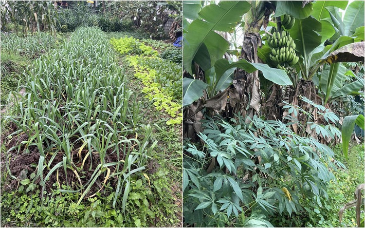 Trong vườn, mẹ Á hậu Đào Thị Hiền không chỉ trồng rau sạch, mà còn trồng các loại cây ăn quả như chuối, ổi...Ảnh: FBNV