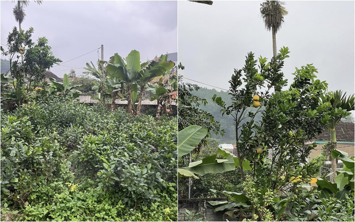 Ai nấy đều trầm trồ trước khu vườn xanh mướt mắt trong nhà Đào Thị Hiền. Ảnh: FBNV