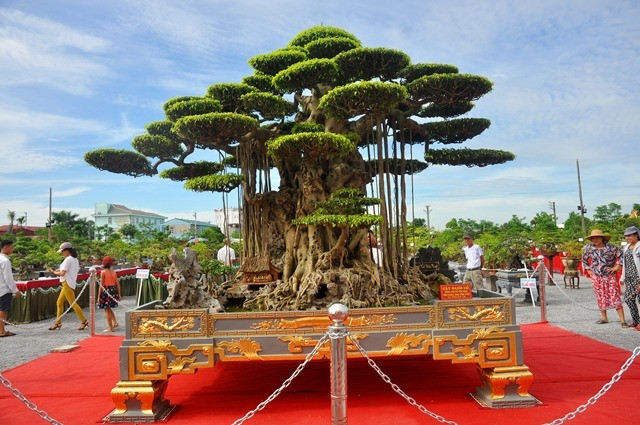 Nổi bật trong giới cây cảnh, tác phẩm sanh cổ "Đại thế vân tùng" có tuổi thọ khoảng 75 năm được xem là "độc nhất vô nhị" tại Việt Nam. Ảnh: Dân Việt