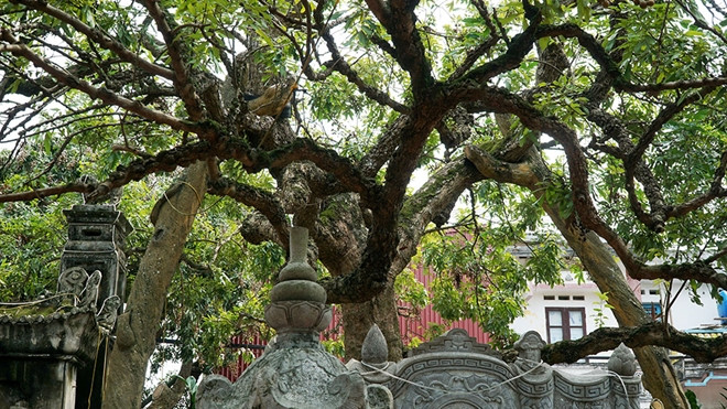 Tại chùa Hiến (Phố Hiến, Hưng Yên) có cây nhãn tổ tuổi thọ hơn 400 năm. Ảnh: Cand