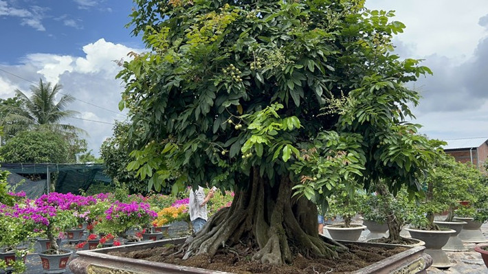 Ông Nguyễn Tâm (trú tại Chợ Lách, Bến Tre) sở hữu cây nhãn cổ thụ trồng trong chậu khiến nhiều người trầm trồ. Ảnh: Nông thôn Việt