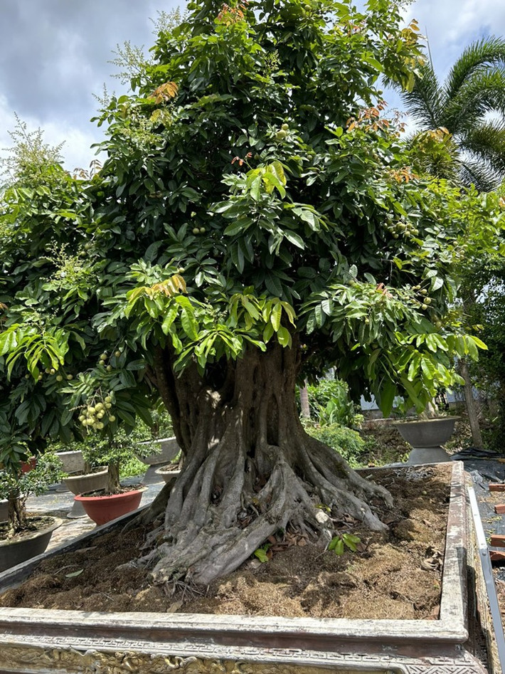 Theo chủ nhân, đây là giống nhãn long tiêu đường ghép với nhãn long cho quả ngọt, thơm. Ảnh: Nông thôn Việt
