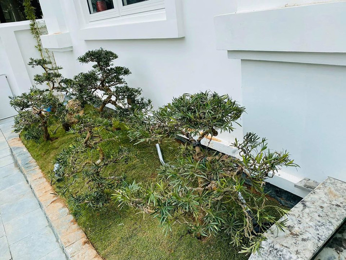 Một góc sân ngập tràn sắc xanh trong biệt thự của Hằng Túi.