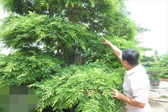 Cây me cao 6m với đường kính tán cây 3,5m, bề hoành gốc 1,4m, có hình dán nhỏ dần từ gốc đến ngọn như cây thông. Ảnh: NongnghiepVN