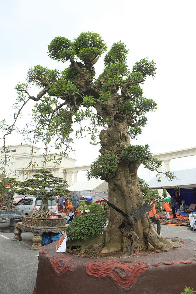 Tác phẩm duối cổ có tên “Gia đình sum vầy” của anh Sơn Hải (Quảng Trị) có tuổi đời hàng trăm năm được rao bán với giá hơn 10 tỷ đồng. Ảnh: Dân Việt