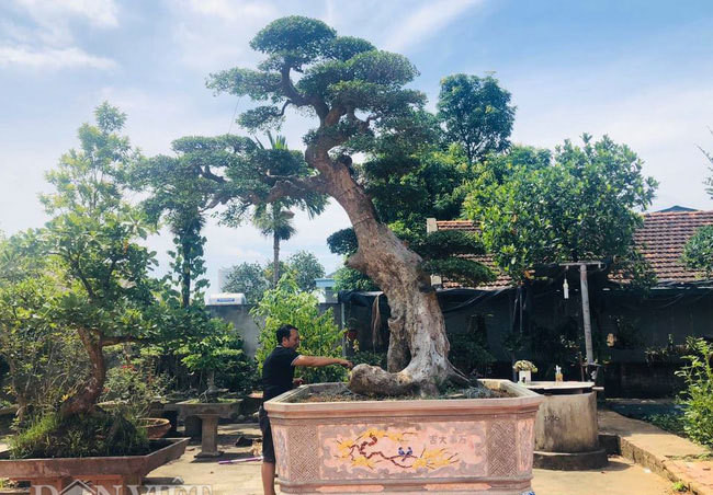 Cây duối cổ của ông Đường có dáng Lão mai, đã đạt được cả ba yếu tố "cổ, kỳ, mỹ" mà dân sành chơi cây đặt ra mỗi khi muốn tìm kiếm cho mình một "vật báu". Ảnh: Dân Việt