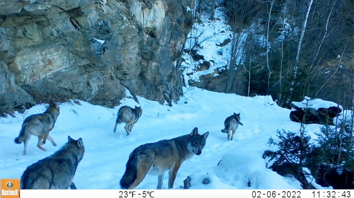 Bẫy camera ghi lại cảnh một đàn gồm 8 con sói xám di chuyển trên tuyết trong dãy núi Carpathian ở Romania. (Ảnh: Bethany Smith/Đại học Nottingham Trent/Fauna & Flora International)