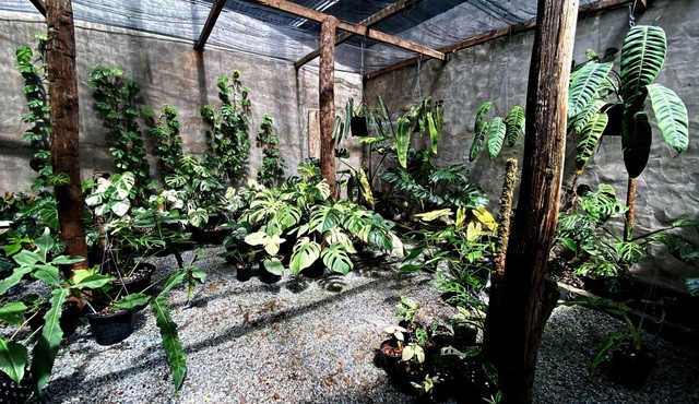Năm ngoái, nhiều người tại TP HCM rộ mốt chơi lá trầu bà Nam Mỹ (trầu bà lá xẻ) với mức giao dịch khá đắt đỏ. Ảnh: Dân trí