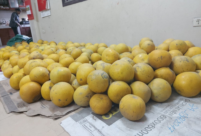 Những năm trước, bưởi Diễn "xịn" có giá từ 80.000 - 130.000 đồng/quả. Thế nhưng, dịp gần Tết 2021, loại quả này cũng không tránh khỏi rớt giá, còn từ 50.000 - 70.000 đồng/quả. Ảnh: Báo giao thông
