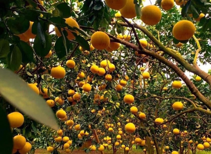 Từ xa xưa, bưởi Diễn là sản vật dùng để tiến vua. Bưởi có màu vàng, vỏ mỏng, mùi thơm thanh mát, có vị đắng nhẹ trong vị ngọt không lẫn vào đâu được. Ảnh: VOV