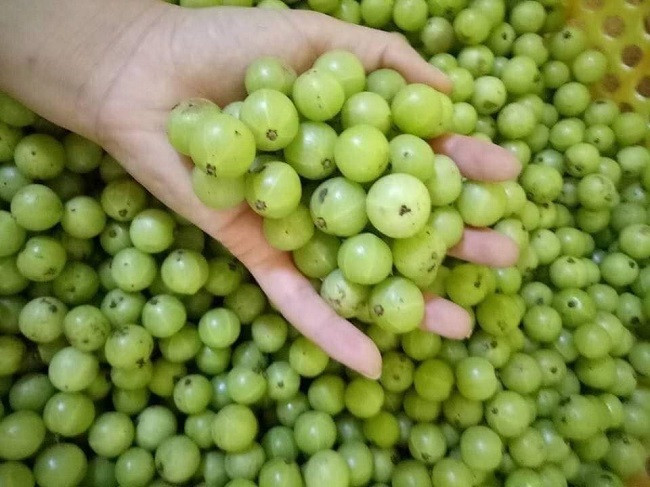 Cây mắc kham (hay me rừng) là loại cây mọc hoang dại bạt ngàn ở các vùng rừng núi Tây Bắc. Quả me rừng có đủ 4 vị chua chát mặn ngọt. Ảnh: Vietnamnet