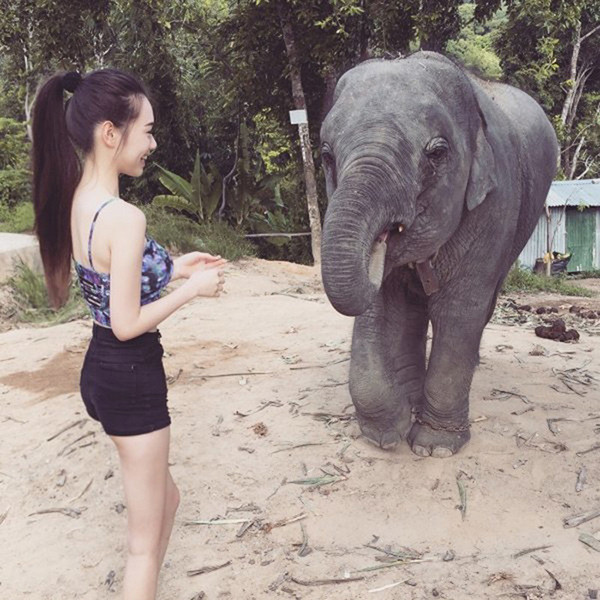 Nữ sinh chân dài chơi đùa với voi trong vườn thú.