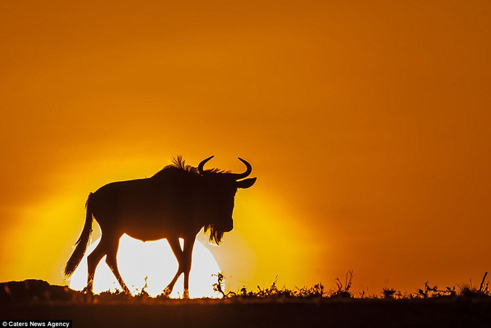 Linh dương đầu bò nghỉ ngơi sau một ngày kiếm ăn trong khu bảo tồn Mara Naboisho, Kenya.