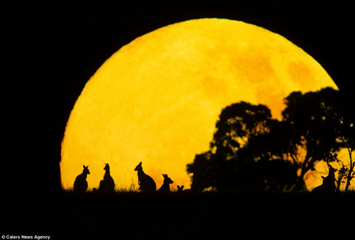 Đàn kangaroo in bóng trên mặt trời khổng lồ lúc chiều tối ở đông Australia.