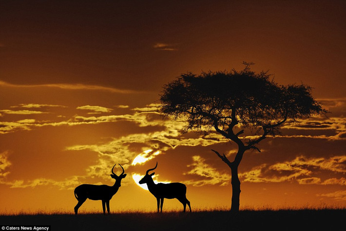 Linh dương châu Phi in bóng lên nền trời lúc hoàng hôn ở vườn quốc gia Masai Mara, Kenya.