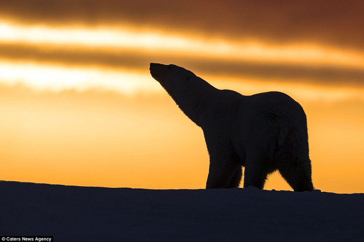 Gấu Bắc Cực đi dưới hoàng hôn ở Kaktovik, Alaska.