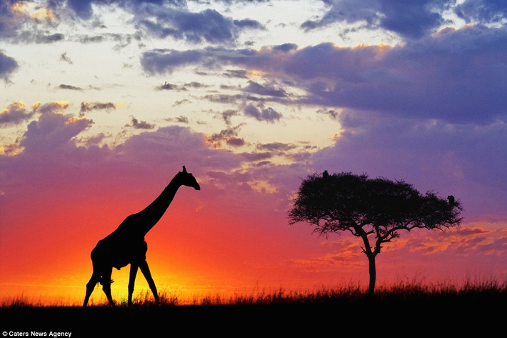 Hươu cao cổ in bóng lên bầu trời màu cam pha lẫn đỏ trong vườn quốc gia Masai Mara, Kenya.