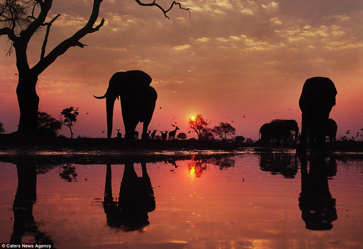 Đàn voi châu Phi uống ước dưới ánh hoàng hôn đỏ rực ở Botswana.