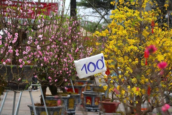 Những cây đào trước đó được định giá từ vài trăm ngàn đến vài triệu, nay được các tiểu thương bán đồng giá nhưng khách mua thì lác đác.