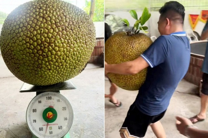 Hình ảnh người đàn ông còng lưng ôm quả mít cỡ đại sau khi hái từ cây xuống, thậm chí phải nhờ người hỗ trợ mới có thể đặt lên bàn cân khiến nhiều người ngỡ ngàng.