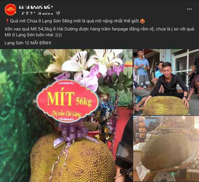 Nhiều người chia sẻ hình ảnh trái mít kèm nhận xét: "Quả mít chúa ở Lạng Sơn 56 kg mới là quả mít nặng nhất thế giới. Lạng Sơn mãi đỉnh!".