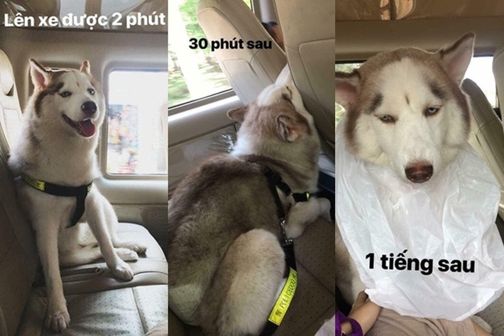 Không chỉ có sen mà boss cũng say xe sấp mặt, nỗi khổ về quê ăn tết này nào ai thấu đây.