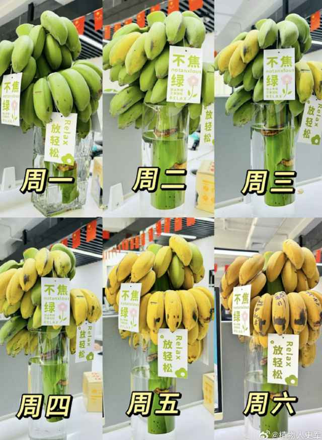 Do vậy nhiều người trẻ đã mua những buồng chuối còn xanh, cắm trong bình nước và chờ chín với mong muốn xua tan căng thẳng, mệt mỏi.