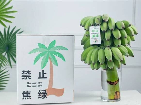Các bạn trẻ thường mua những buồng chuối này khi những quả chuối còn xanh, sau đó đặt vào trong bình nước. Sau khoảng một tuần chăm sóc thì có thể ăn được. Quá trình chờ chuối chín cũng được coi là một thú vui giúp giải tỏa căng thẳng tại nơi làm việc.